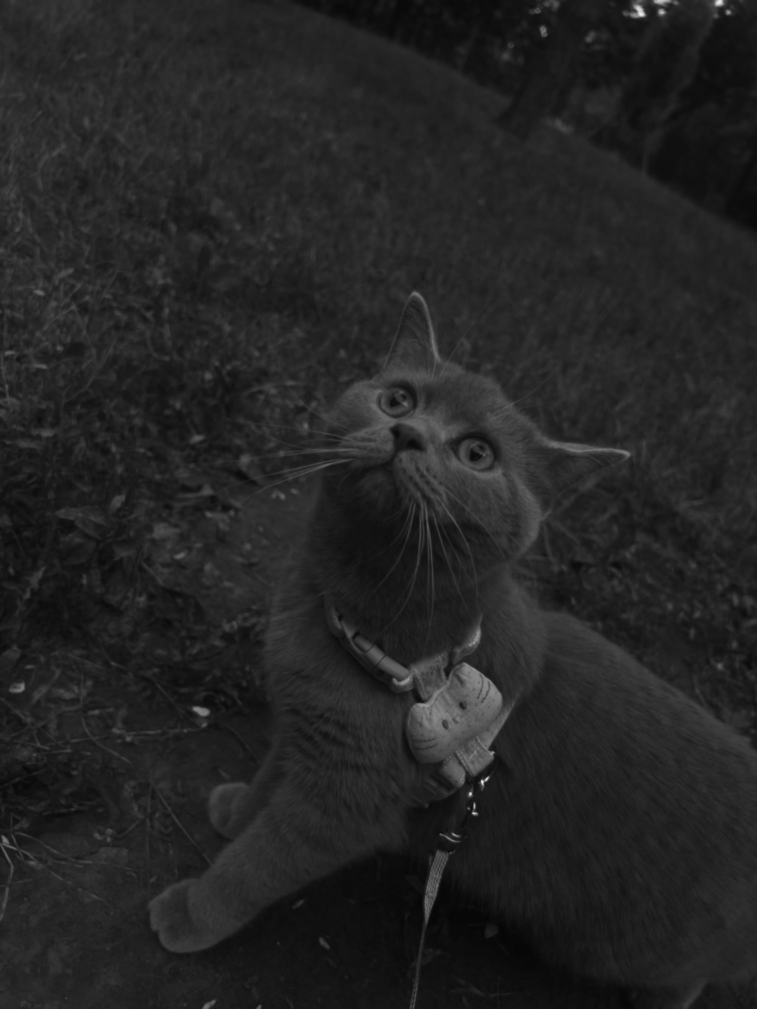 Stephany Rianos Katze