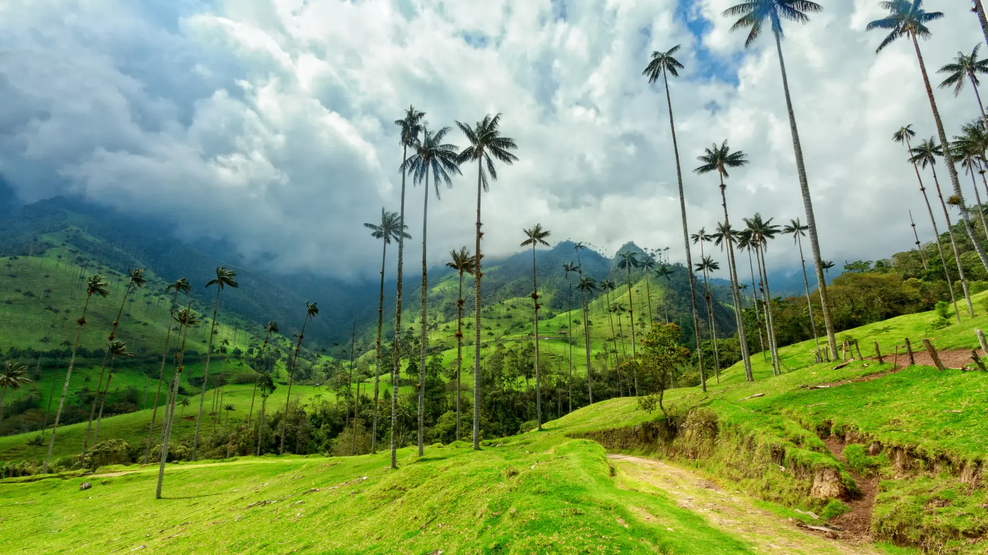 Das grüne Cocora Tal in Kolumbien mit seinen markanten hohen Wachspalmen
